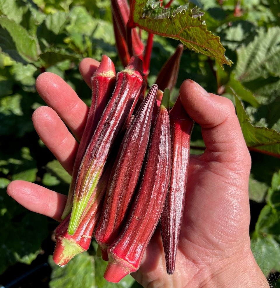 Jing Orange Okra Seeds - The Plant Good Seed Company