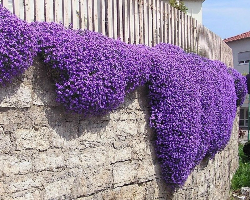 Purple Creeping Thyme Seeds (Thymus Serpyllum) - Cena: &euro;1.95