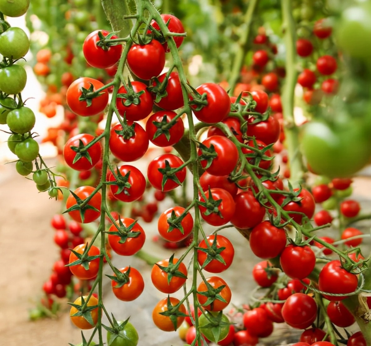 农民大哥大棚种“瀑布番茄”高2米,一粒种结上千果,净赚10多万_手机搜狐网