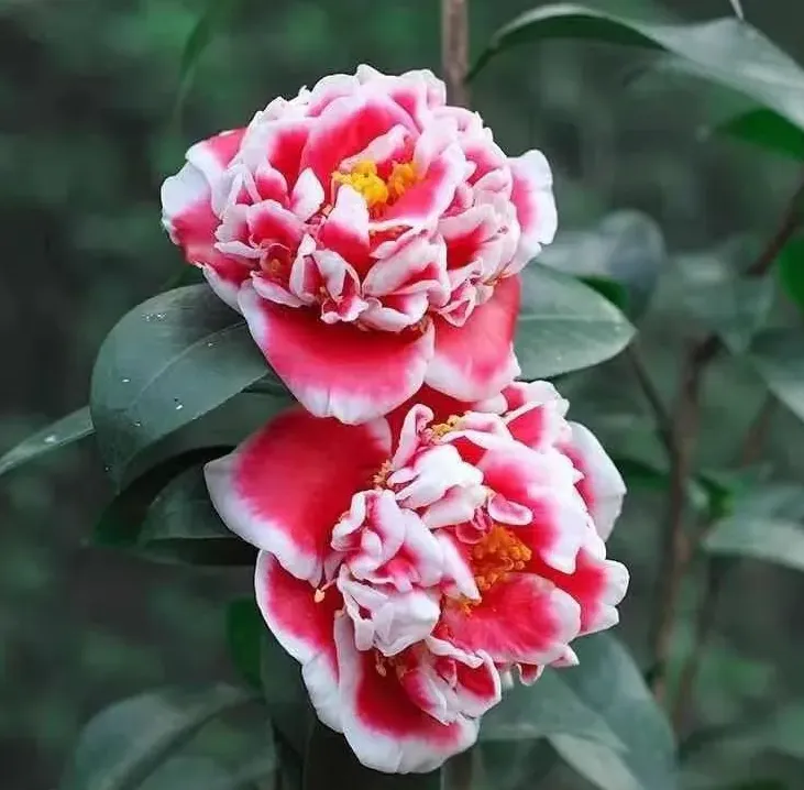 龙火珠茶花- 知乎