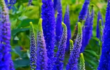 穗花婆婆纳-抖音