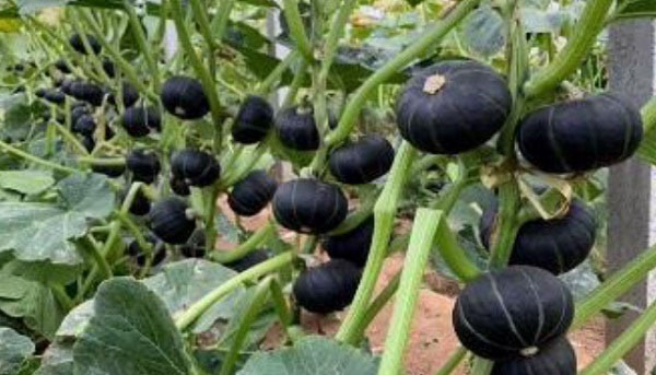 贝贝南瓜一般什么时候种植好？怎么种？-农技学堂- 惠农网