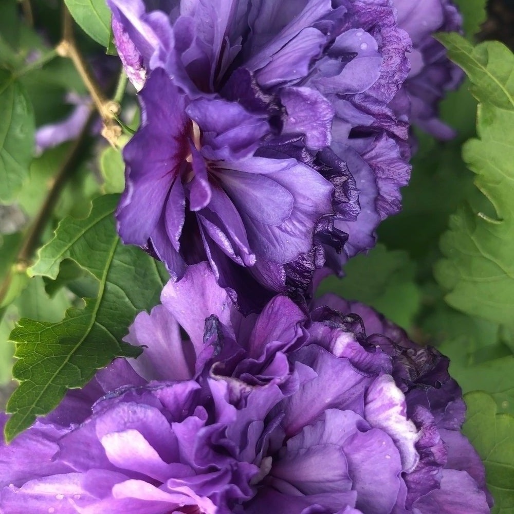 Blueberry Smoothie&trade; Hibiscus 'Rose of Sharon' - 3 gallon container &ndash; Lots  of Plants