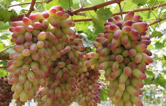 葡萄萌芽期管理-农技学堂- 惠农网