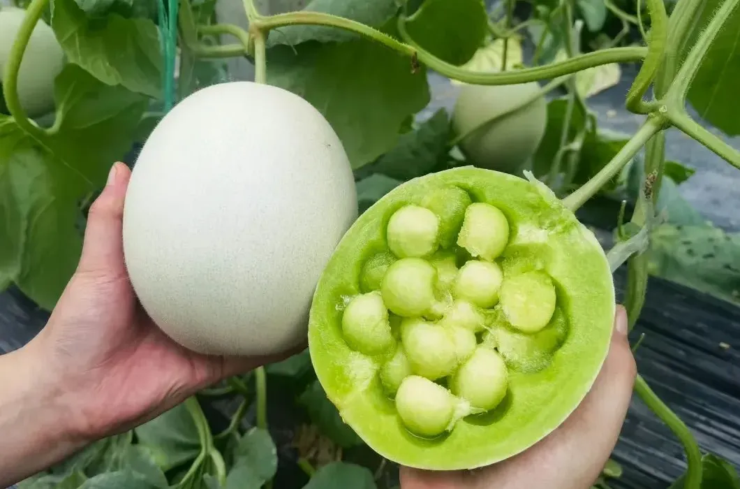 玉菇甜瓜&mdash;&mdash;夏日的梦中情瓜- 知乎