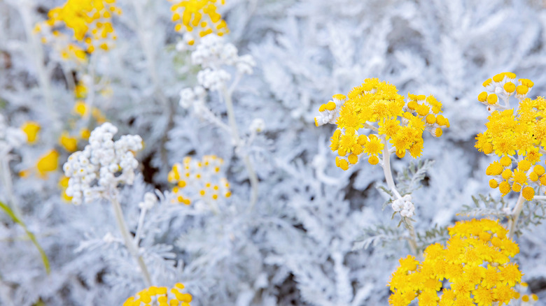 How To Grow And Take Care Of A Dusty Miller Plant