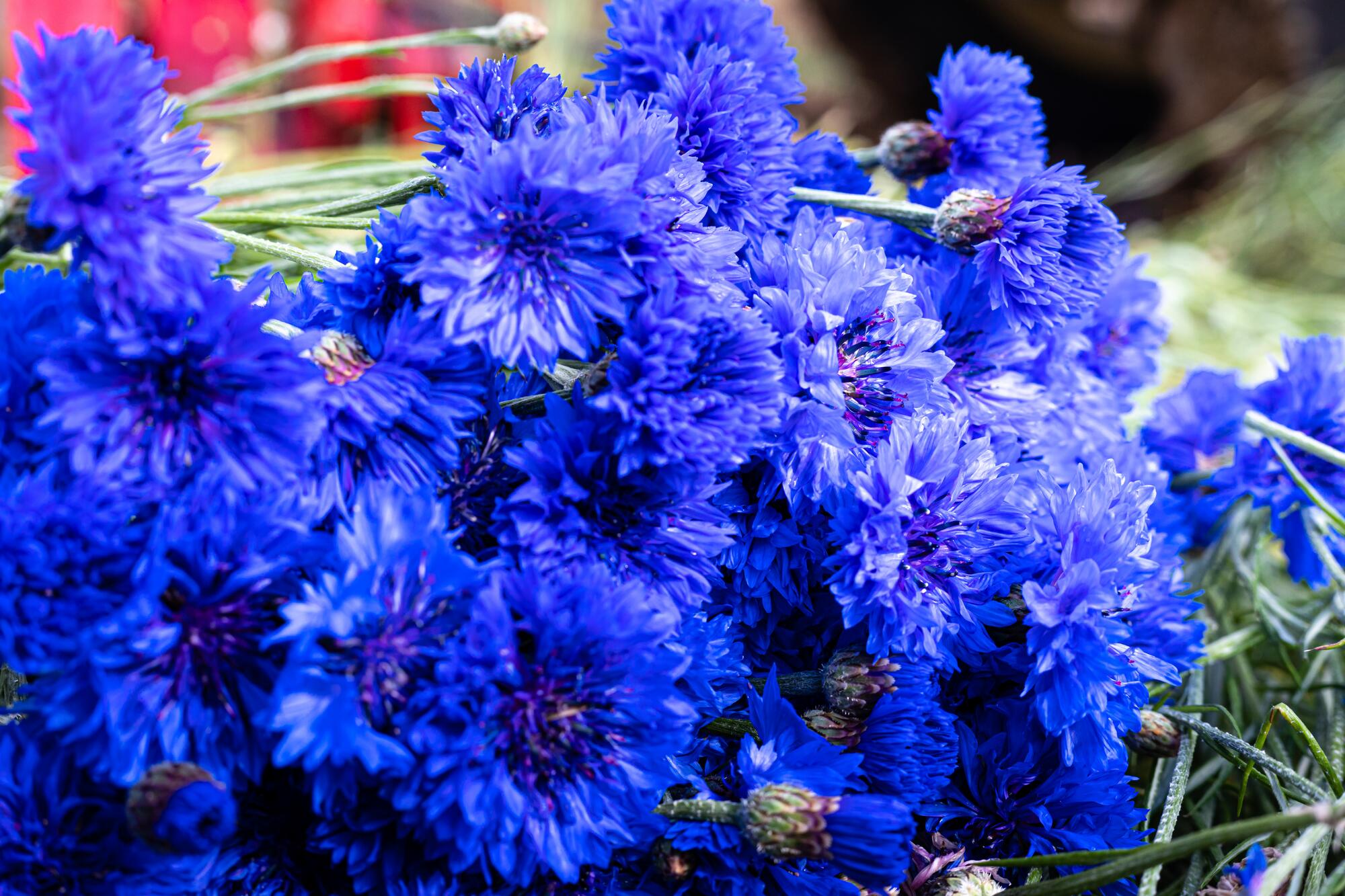Properties and benefits of Cornflower (Centaury) | Klorane UK