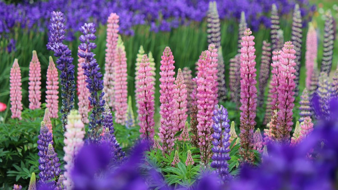 Growing and Caring for Lupine (Bluebonnet) | The Old Farmer's Almanac