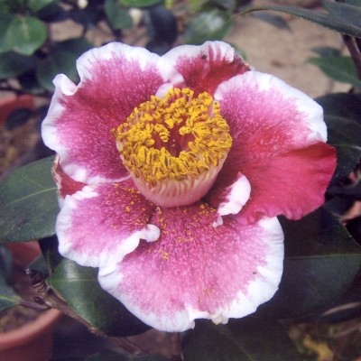 Kakure-iso Camellia Seeds