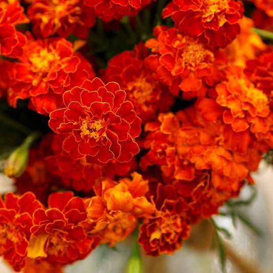 Rare Flower Plant Seeds 200+ Marigold Seeds - Queen Sophia