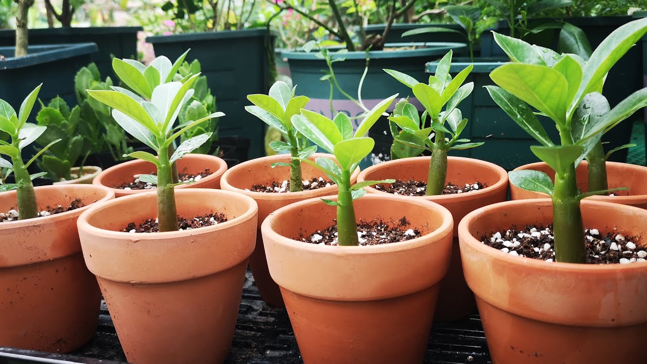 养沙漠玫瑰小苗，掌握好这些施肥技巧，每棵都肥又壮