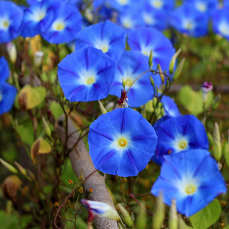 Morning Glory Seeds - Heavenly Blue | Flower Seeds in Packets & Bulk | Eden  Brothers
