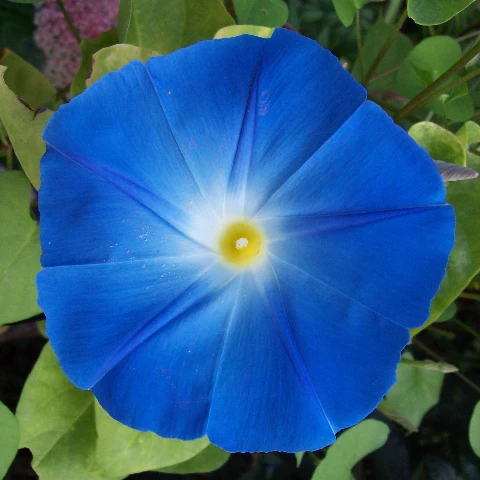 💜🌞Grandpa Ott Morning Glory Seeds