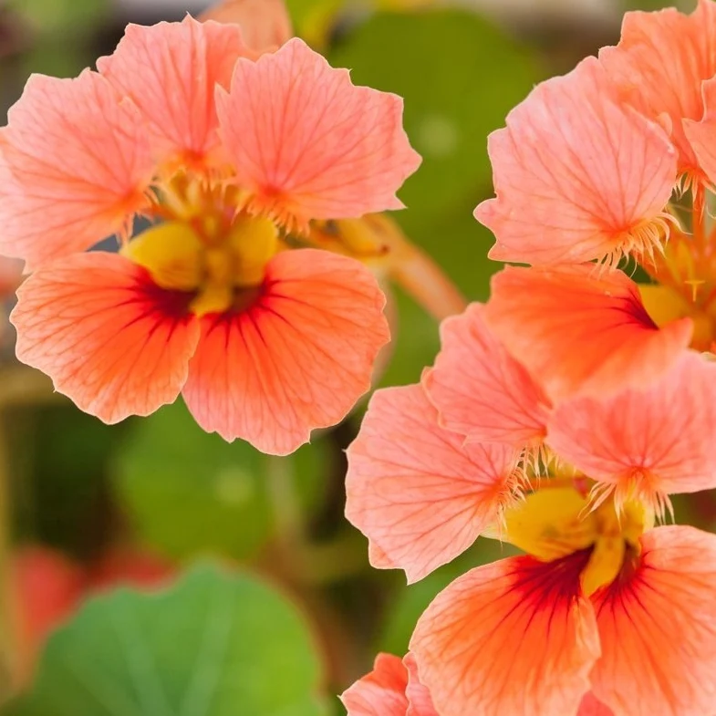🌞Spring Limited🧡🧡Orange Flower Seed Mix