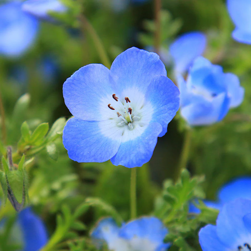 🩵🩵Spring Hot Selling🦋Baby Blue Eyes Seeds