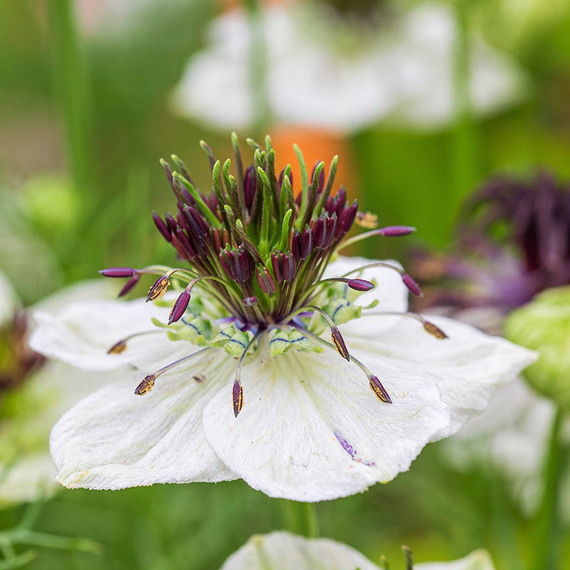 Nigella hispanica White Seeds &ndash; Stocks & Green
