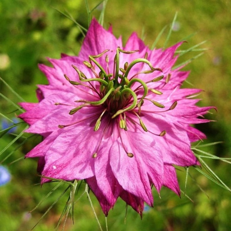 Nigella Miss Jekyll Rose NEW
