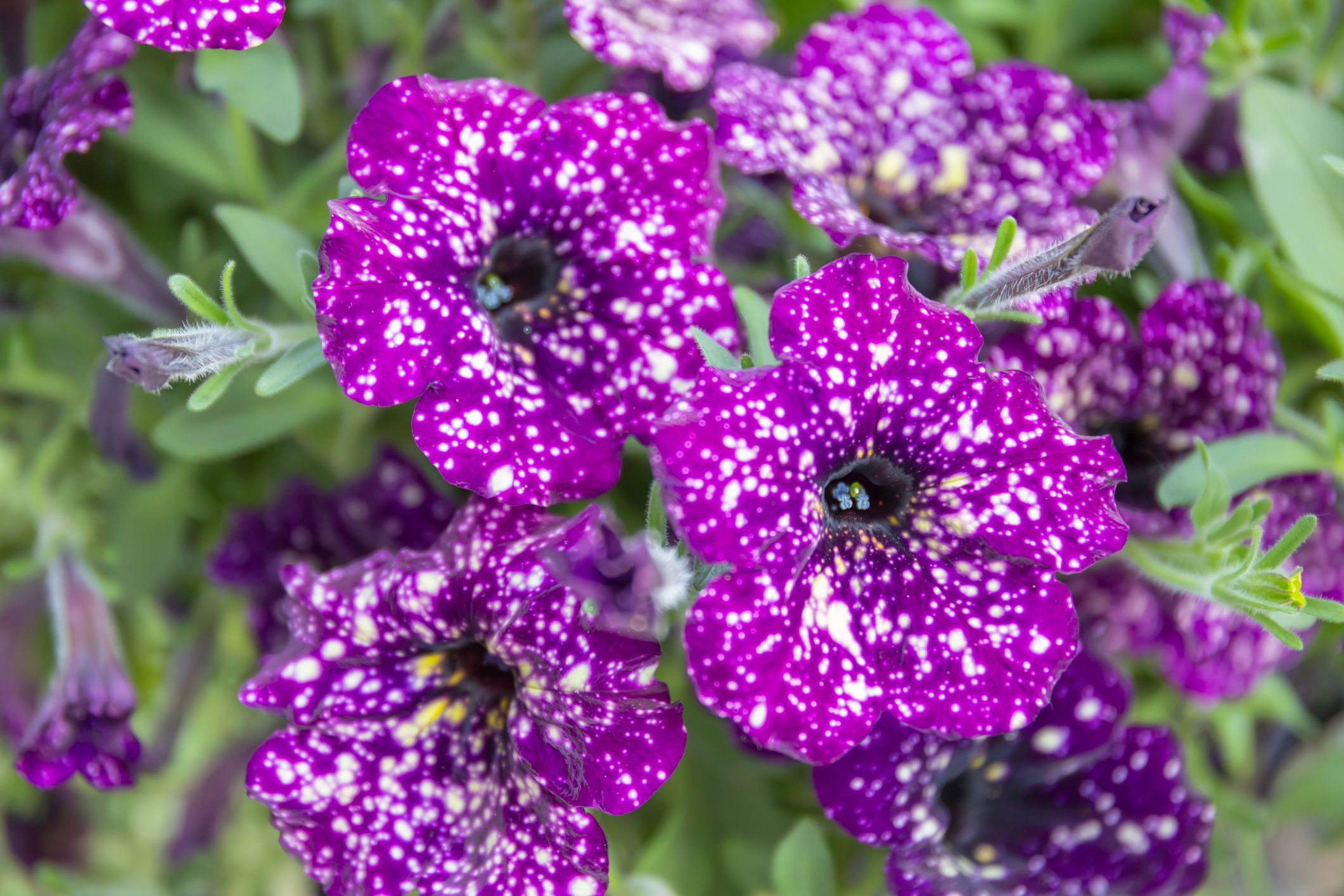 How to Grow and Care for Night Sky Petunia