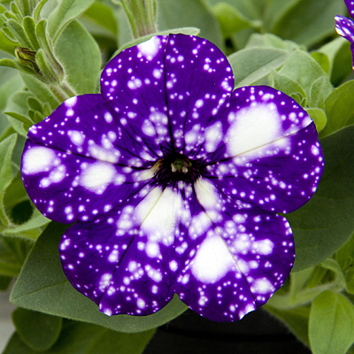 🔥🥰New for Spring🌟Night Sky Petunia