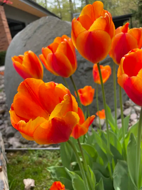 Halley's Comet Jumbo Perennial Tulip Seeds