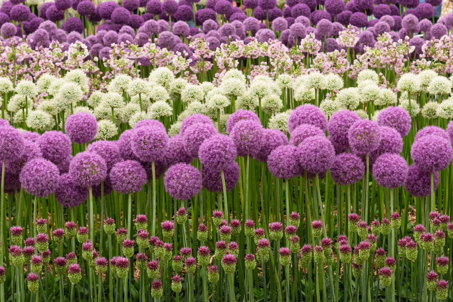 Types of allium: ornamental onion favourites - Plantura