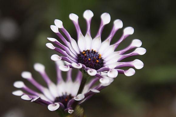 OSTEOSPERMUM 'Margarita White Spoon' | emerisa gardens