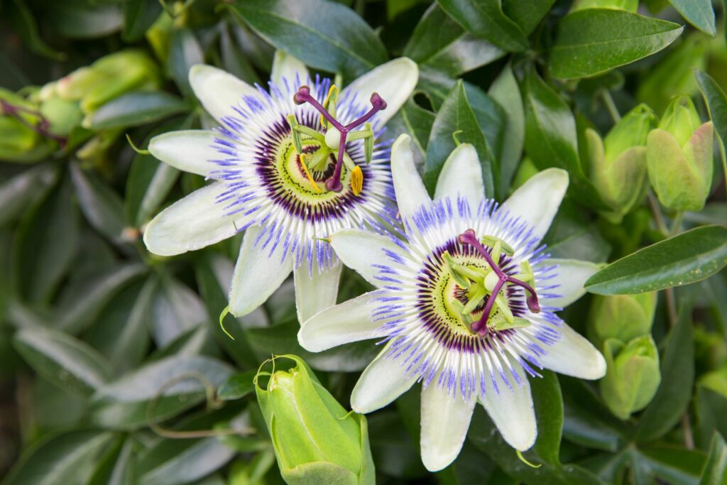 Passion flower care: watering, pruning & more - Plantura