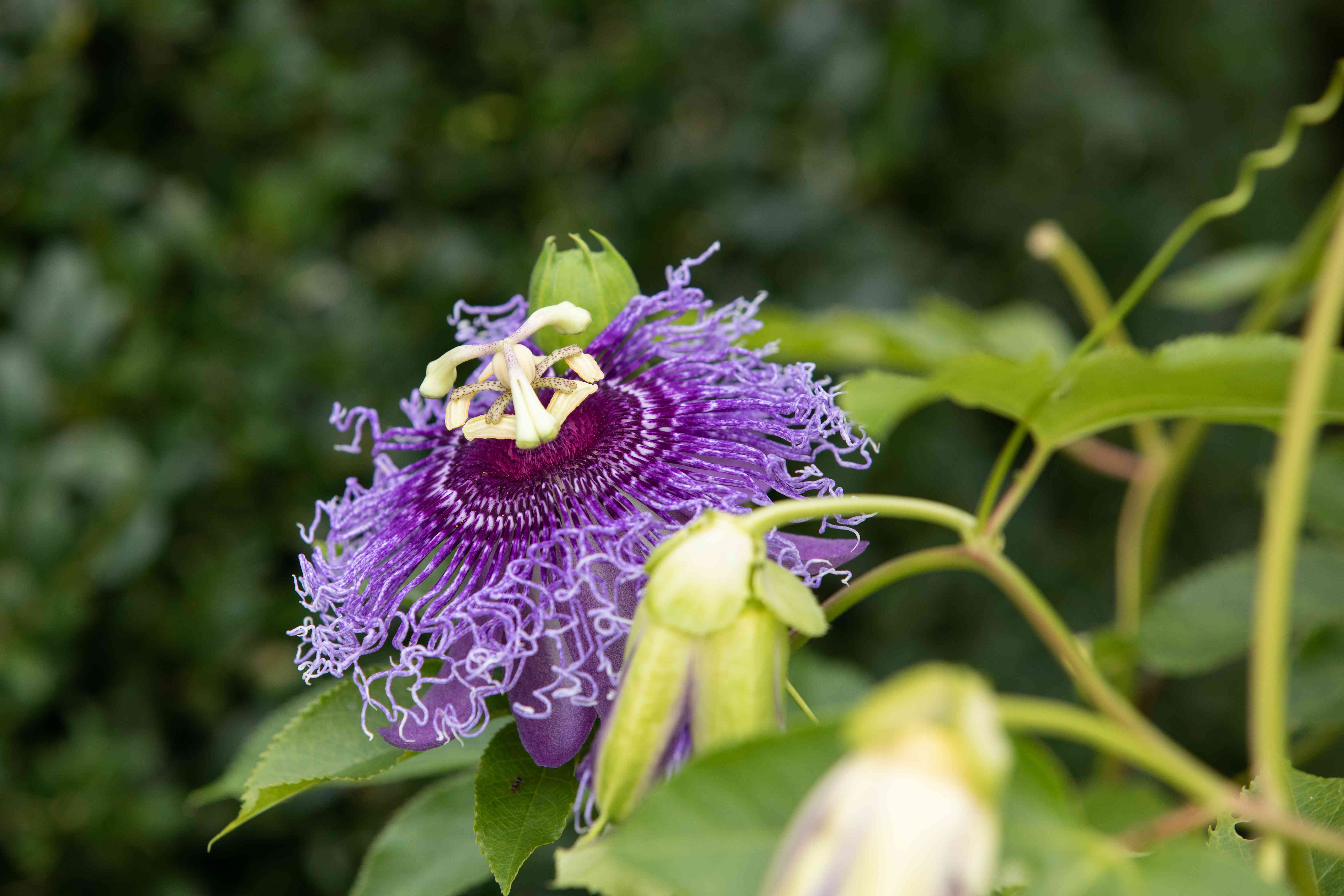 Passionflower: Plant Care & Growing Guide