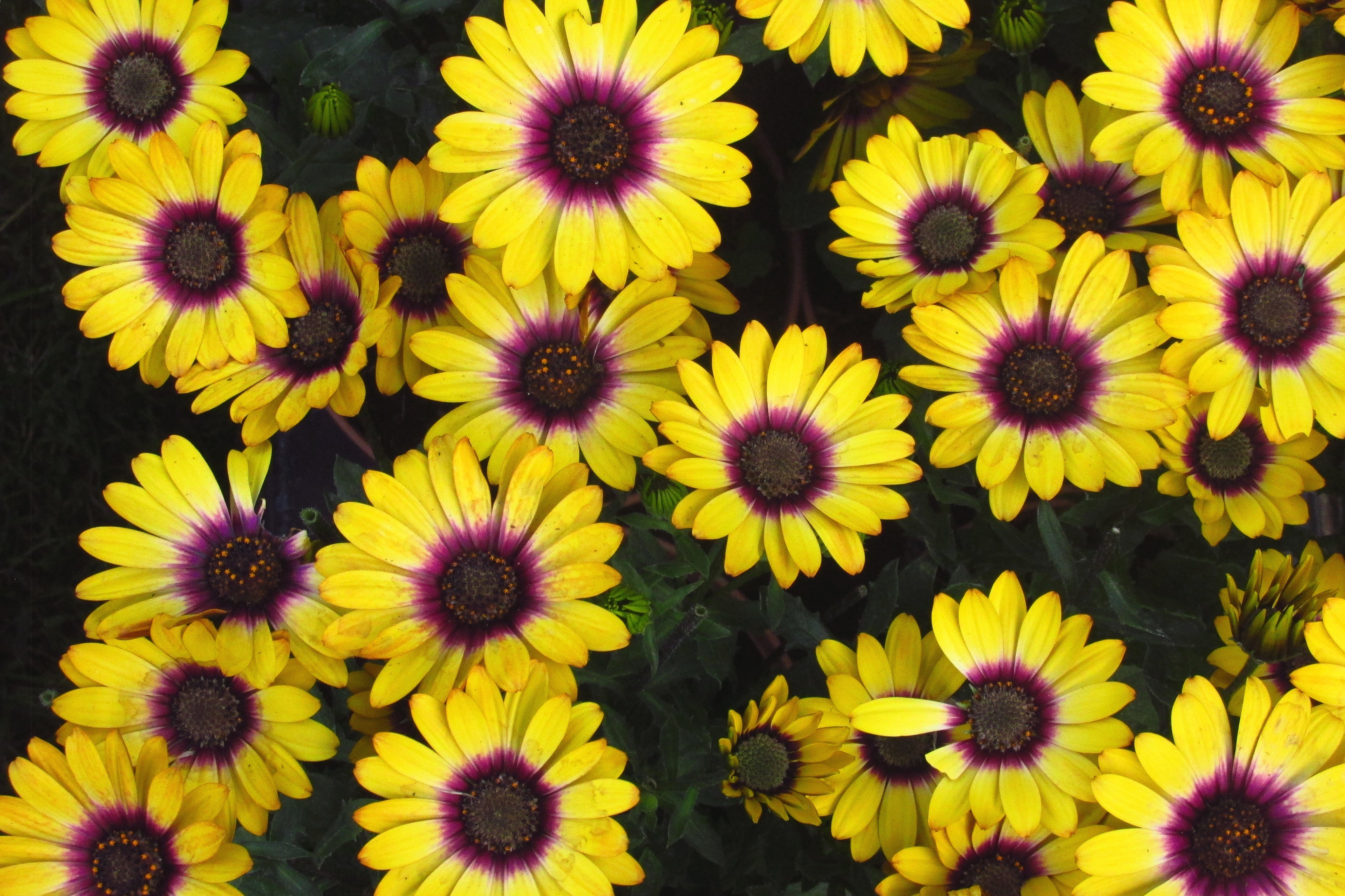 how-to-grow-blue-eyed-chrysanthemums-and-precautions