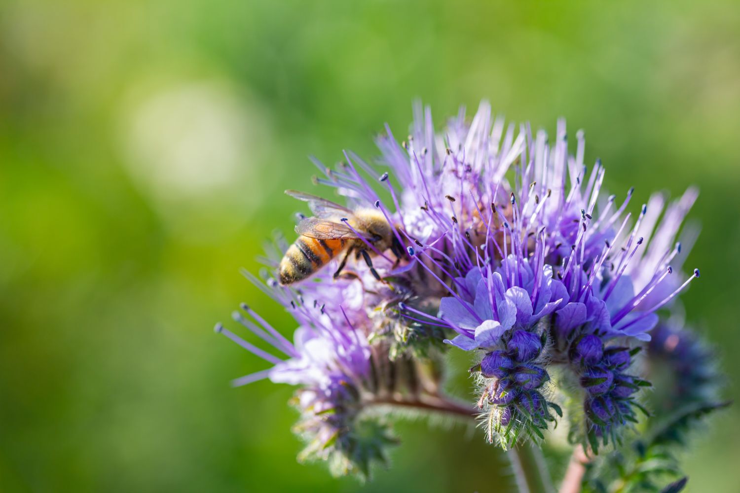 Phacelia: sowing, bloom & plant care - Plantura