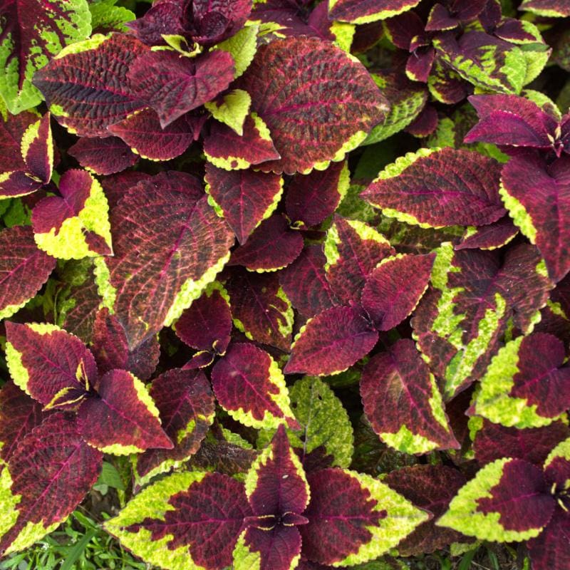 🥰Hot Selling✨Leaf Plant Coleus Seeds