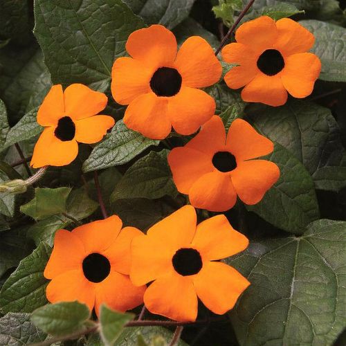 🌼✨Black Eyed Susan Vine Seeds