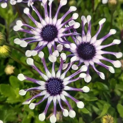 👾🌼Osteospermum 'margarita White Spoon' Seeds