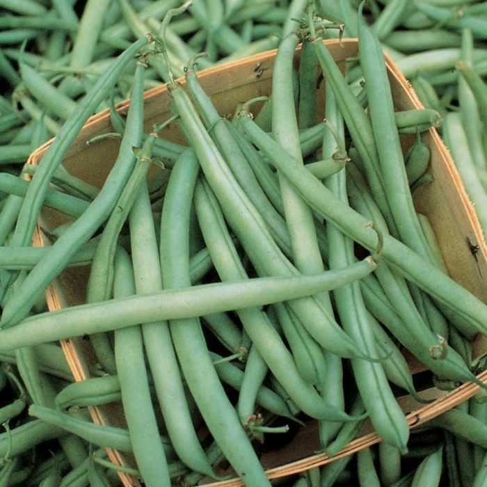 Provider Bean - Vegetables | Veseys