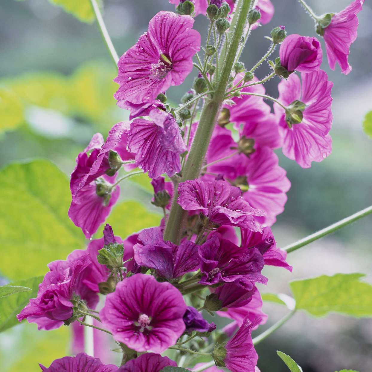 🔥Hot Seller🩷🤍Common Mallow 'Mauritanica' Seeds