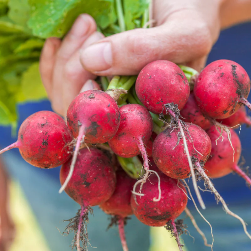 🔥Spring Hot Sale😋Cherry Belle Radish Seeds