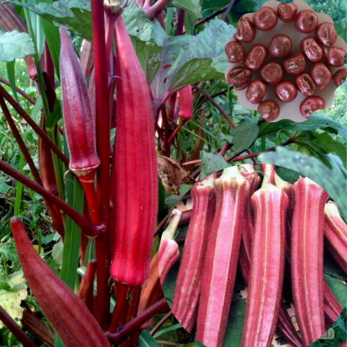 Buy Bhendi-Okra-hybrid Seeds online in India