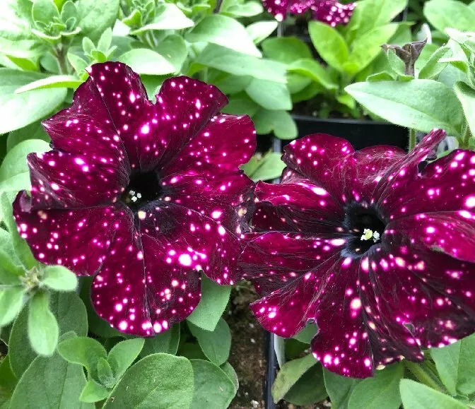 PETUNIA SEEDS - SPOTTED NIGHT SKY BURGUNDY - DARK PUCE UNUSUAL SPOTS ON  FLOWERS | eBay
