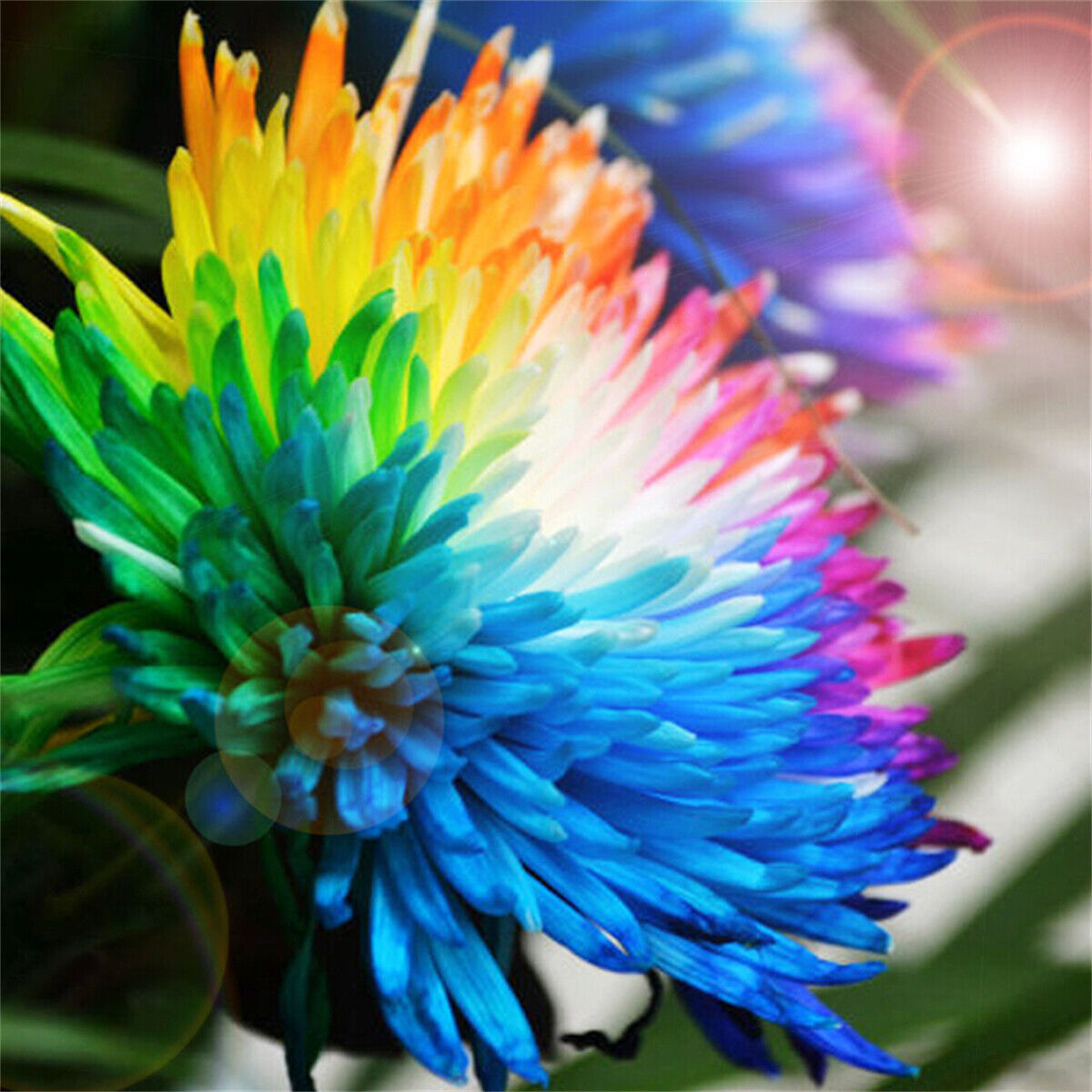 Rainbow Chrysanthemum Seeds