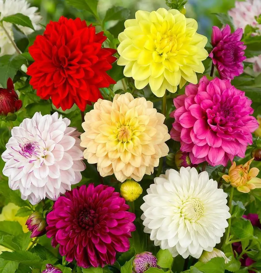 Seeds Dahlia Double Mix Flower Annual Beautiful Outdoor Garden Organic Ukraine | eBay