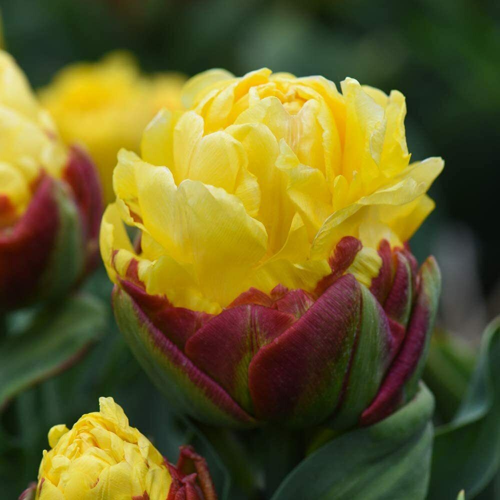 Ice Cream Banana Tulip Seeds