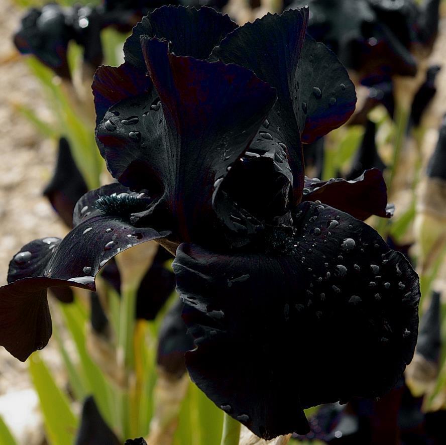 ✨Siberian iris Roots -Black Flowered🌼