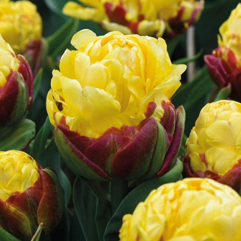 Ice Cream Banana Tulip Seeds