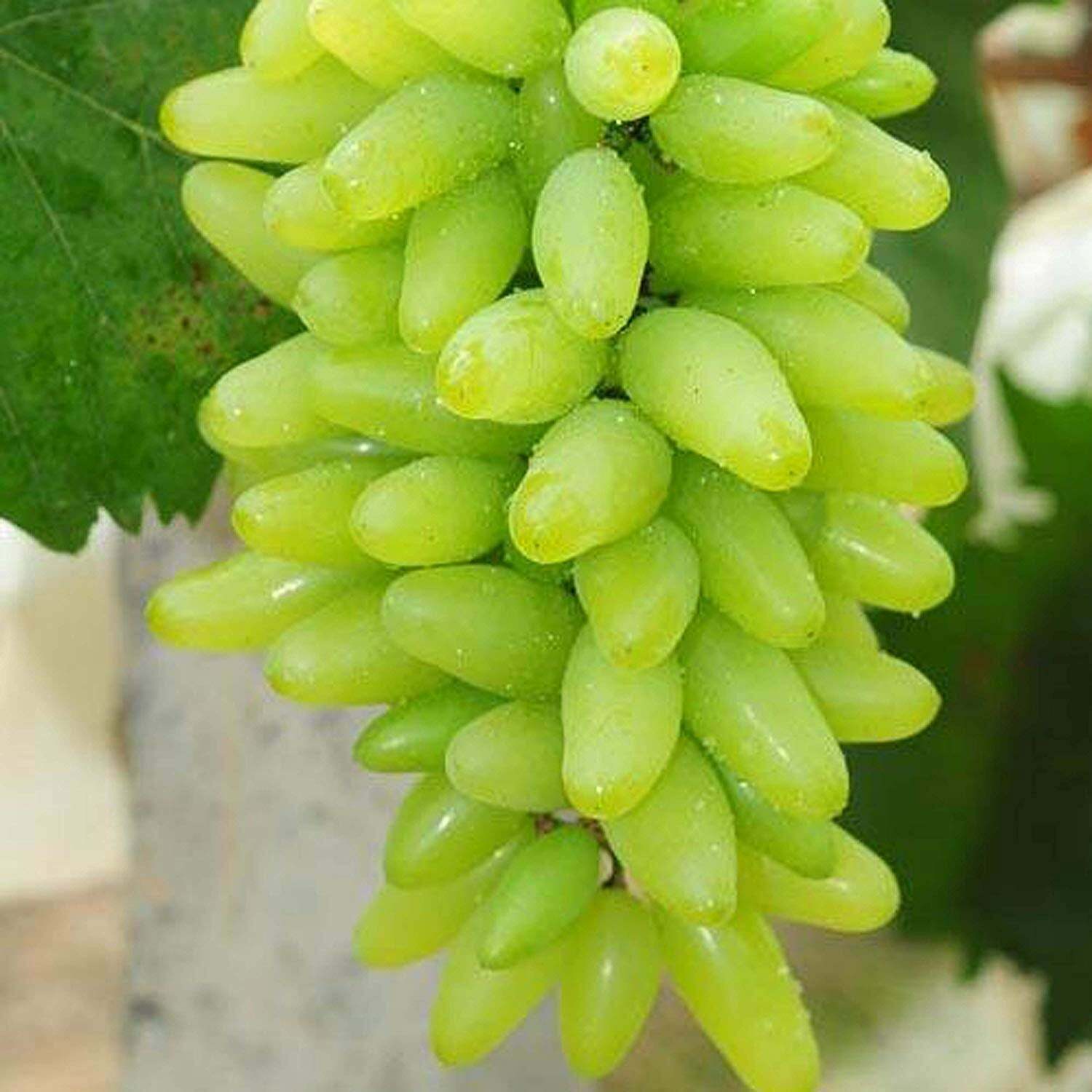 💚🍇Goldfinger Long Grape Seeds