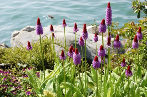 20 Orchid PRIMROSE Primula Vialii 红色热扑克粉色紫色阴影花朵种子 - 第 6 张/共 7 张