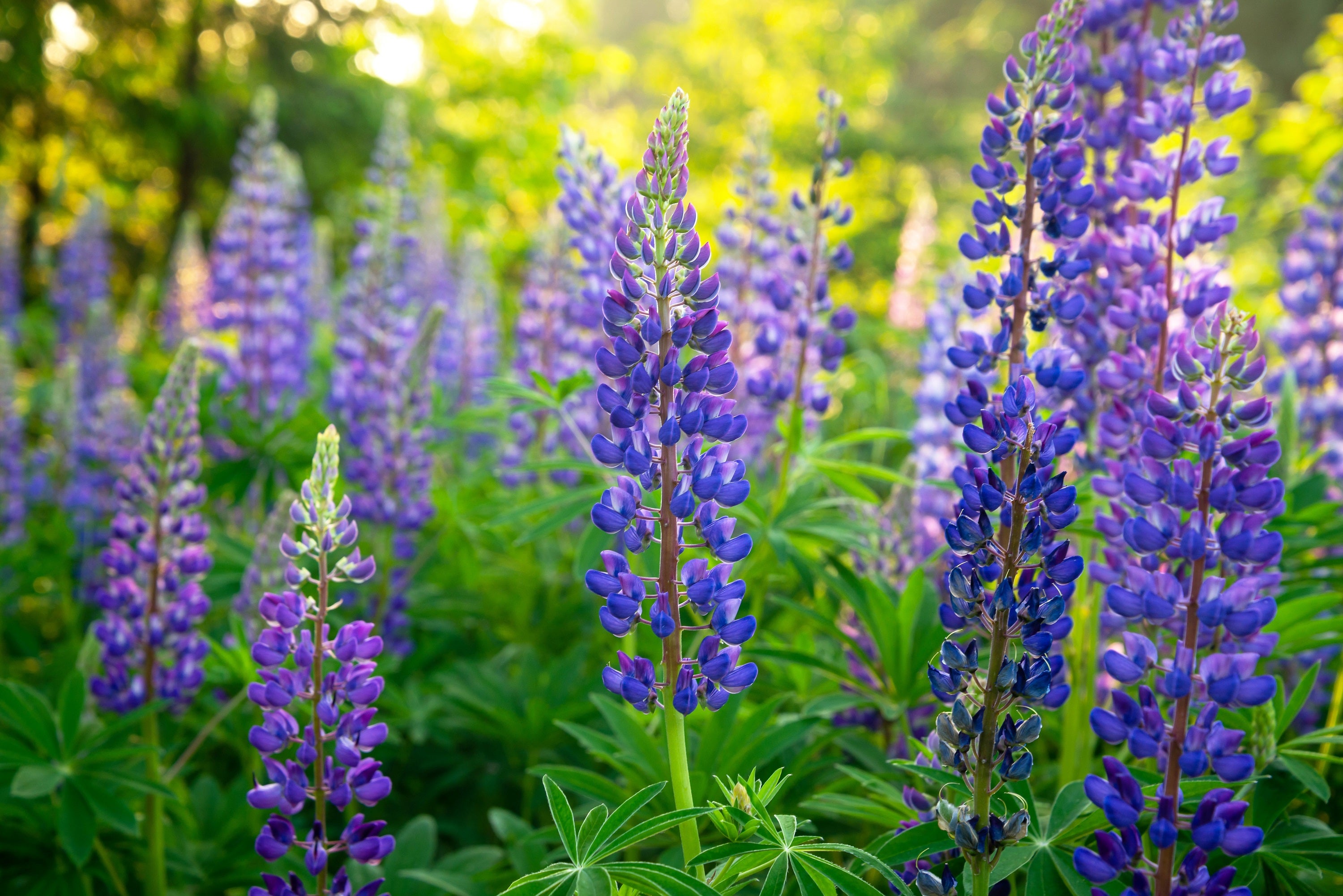 100 PERENNIAL LUPINE Blue Violet Lupinus Perennis Wild Lupine Sundial – Seedville USA