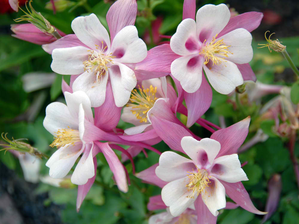 Planting, Growing, And Caring For Columbine Flowers » FloraQueen EN