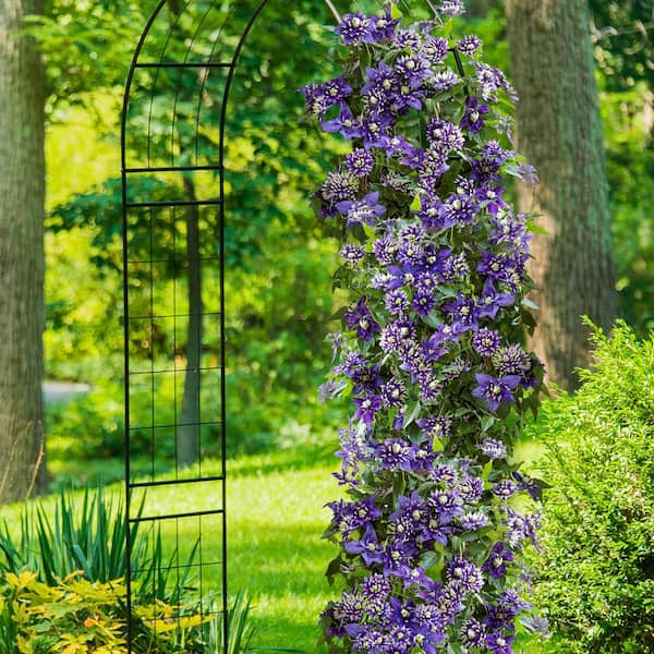 Spring Hill Nurseries Taiga Clematis Vine Live Bareroot Perennial Plant  with Purple and White Flowers (1-Pack) 77073 - The Home Depot