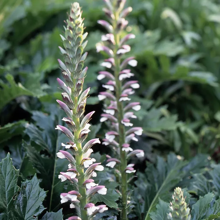 💥50% OFF 🌿Bears Breeches (Acanthus spinosus) Seeds