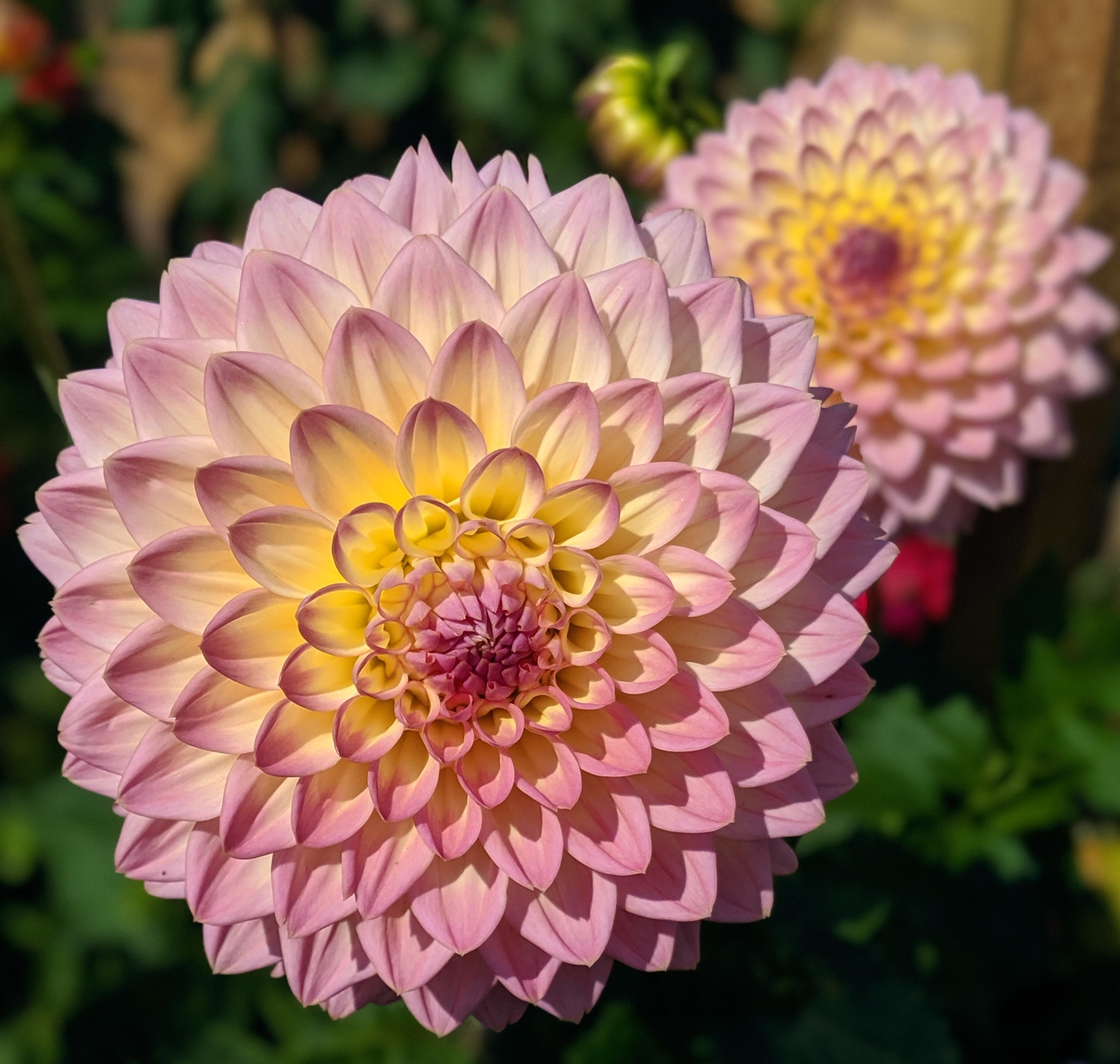 100Pcs Dahlia Bulb Flower Seeds Bonsai Flower Bulbs